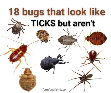 are there bugs that look similar to ticks